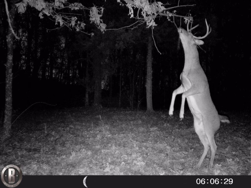 Owner Financed Hunting and Recreational Land in Missouri and Arkansas